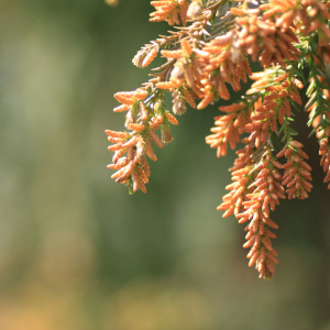 Peningkatan Serbuk Sari Cedar