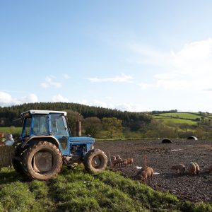 sebanyak 16000 babi di peternakan Nasu, Prefektur Tochigi akan dimusnahkan akibat tertular penyakit CSF