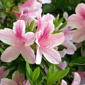 Bunga Azalea khas Jepang mulai bermekaran di Gunma