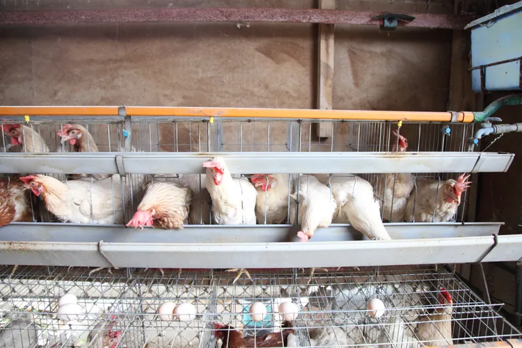 Japanese-Chicken-farm-p8878429_M Japanese-Chicken-farm-p8878429_M
