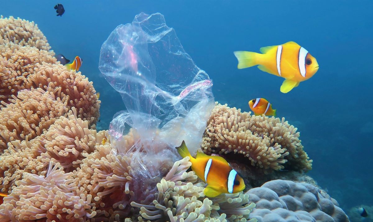 berapa-lama-sampah-plastik-dapat-terurai-sepenuhnya-ZrZRiikSSu berapa-lama-sampah-plastik-dapat-terurai-sepenuhnya-ZrZRiikSSu