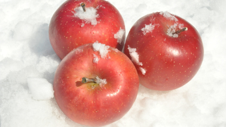 Snow-Apples-Sayuran-Salju